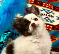 ARKS Adam, a male Chihuahua for sale in Red Bluff, CA – 2 of 10