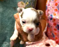 ARKS Opal, a female Chihuahua for sale in Red Bluff, CA – 1 of 5