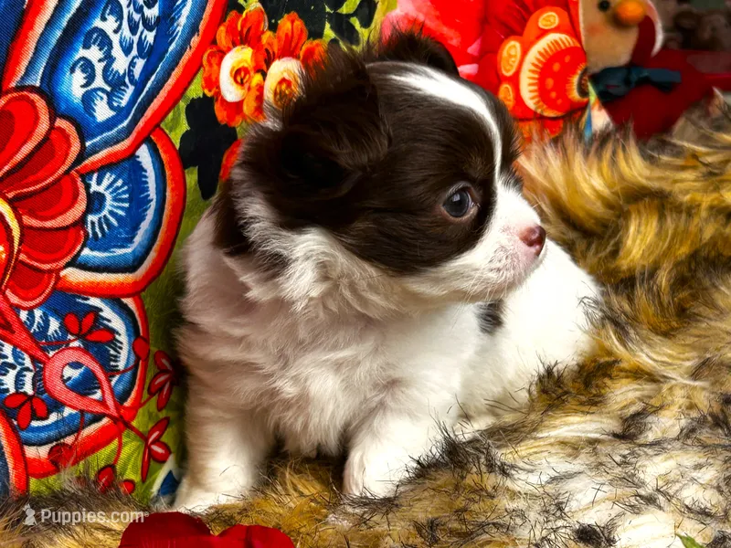 ARKS Chocolate E. Clair – Chihuahua puppy for sale in Red Bluff, CA