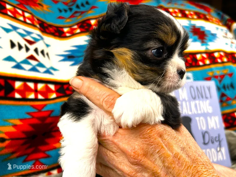 ARKS Ranger (Lone Ranger) – Chihuahua puppy for sale in Red Bluff, CA