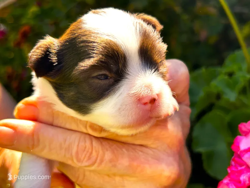 ARKS Diamond – Chihuahua puppy for sale in Red Bluff, CA