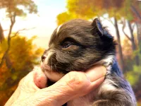 ARKS Rolo, a male Chihuahua for sale in Red Bluff, CA – 7 of 8