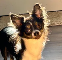 ARKS S'mores, a female Chihuahua for sale in Red Bluff, CA – Photo 2 of 3