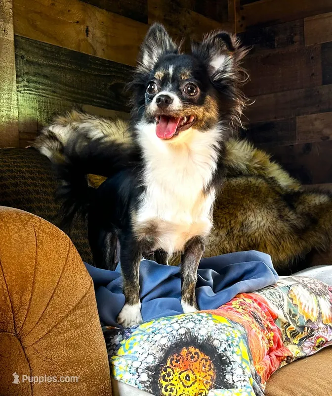 ARKS S'mores – Chihuahua puppy for sale in Red Bluff, CA