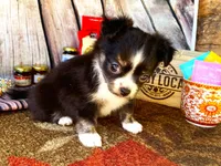 ARKS S'mores, a female Chihuahua for sale in Red Bluff, CA – Photo 3 of 3