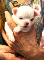 ARKS Baby Pearl, a female Chihuahua for sale in Red Bluff, CA – 4 of 5