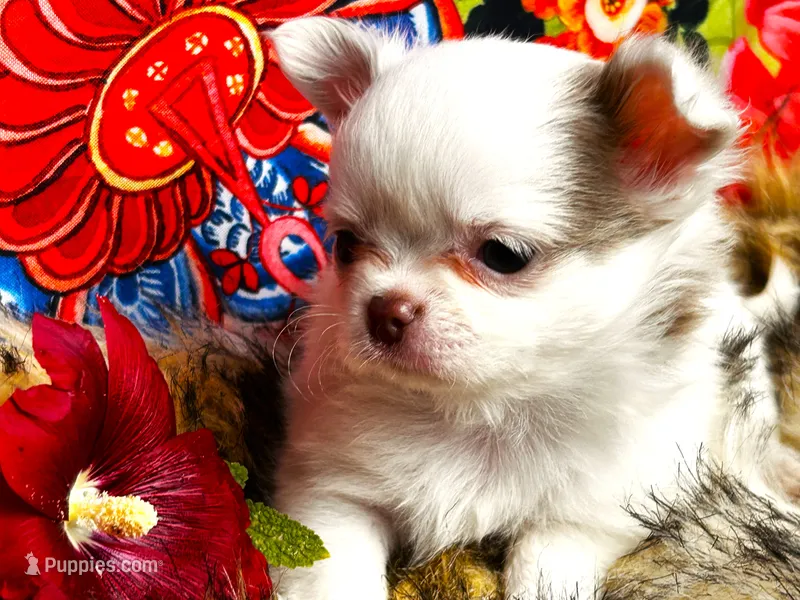 ARKS Baby Pearl – Chihuahua puppy for sale in Red Bluff, CA