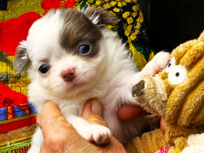 ARKS Opal – Chihuahua puppy for sale in Red Bluff, CA