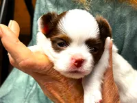 ARKS Diamond, a female Chihuahua for sale in Red Bluff, CA – 5 of 6