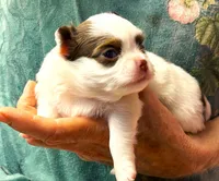 ARKS Diamond, a female Chihuahua for sale in Red Bluff, CA – 2 of 6