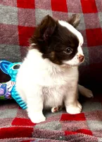 ARKS Adam, a male Chihuahua for sale in Red Bluff, CA – 3 of 10