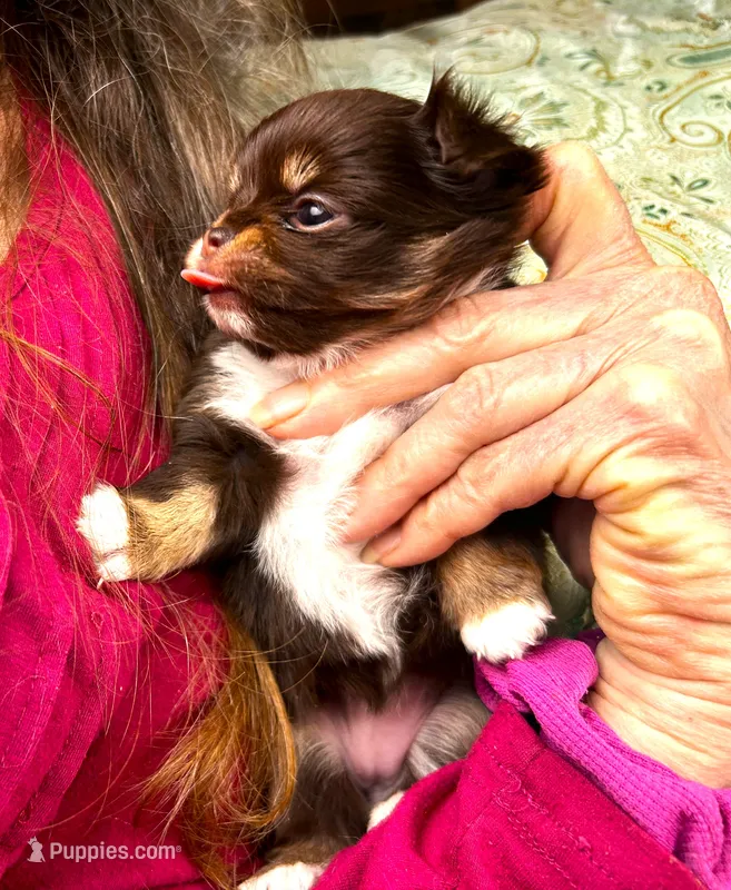 ARKS Swiss Miss – Chihuahua puppy for sale in Red Bluff, CA