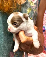ARKS Opal, a female Chihuahua for sale in Red Bluff, CA – 2 of 5