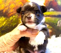 ARKS Rolo, a male Chihuahua for sale in Red Bluff, CA – 6 of 8