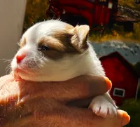ARKS Little Joe, a male Chihuahua for sale in Red Bluff, CA – 3 of 5