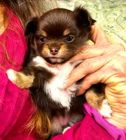 ARKS Swiss Miss, a female Chihuahua for sale in Red Bluff, CA – 3 of 7