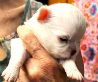 ARKS Baby Pearl, a female Chihuahua for sale in Red Bluff, CA – 2 of 5