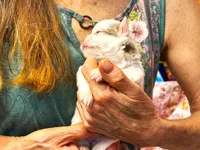 ARKS Baby Pearl, a female Chihuahua for sale in Red Bluff, CA – 3 of 5