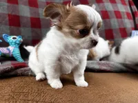ARKS Haus, a male Chihuahua for sale in Red Bluff, CA – 1 of 10
