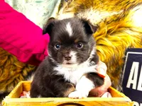 ARKS Rolo, a male Chihuahua for sale in Red Bluff, CA – 8 of 8