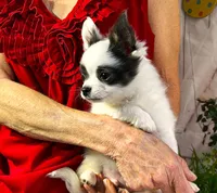 ARKS Bluetooth, a male Chihuahua for sale in Red Bluff, CA – Photo 2 of 10