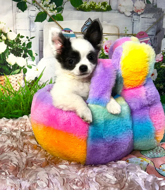 ARKS Bluetooth – Chihuahua puppy for sale in Red Bluff, CA