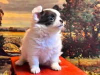 ARKS Bluetooth, a male Chihuahua for sale in Red Bluff, CA – Photo 5 of 10