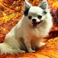 ARKS Bluetooth, a male Chihuahua for sale in Red Bluff, CA – Photo 10 of 10