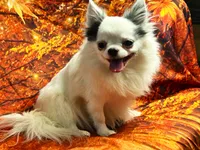 processed/0a40119f-28d1-41c7-9bcb-6ecac52f092f/listing/ba8aabc5-7f04-4160-8b3a-e4972bb261be/64cfa611-bef7-4085-8db8-8f199cf197e1