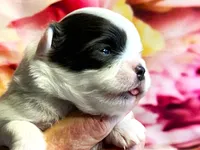 processed/0a40119f-28d1-41c7-9bcb-6ecac52f092f/listing/ba8aabc5-7f04-4160-8b3a-e4972bb261be/79abeceb-5d28-4033-a9ba-7ecd1853110f