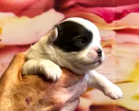 processed/0a40119f-28d1-41c7-9bcb-6ecac52f092f/listing/ba8aabc5-7f04-4160-8b3a-e4972bb261be/8b188d43-98af-4052-a244-4b8da74151e2