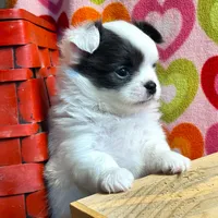 ARKS Bluetooth, a male Chihuahua for sale in Red Bluff, CA – Photo 7 of 10