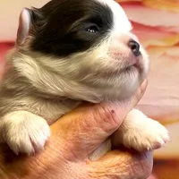 ARKS Bluetooth, a male Chihuahua for sale in Red Bluff, CA – Photo 8 of 10