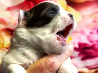 processed/0a40119f-28d1-41c7-9bcb-6ecac52f092f/listing/ba8aabc5-7f04-4160-8b3a-e4972bb261be/f9c23d82-da3e-4535-b651-299c8408f1cb