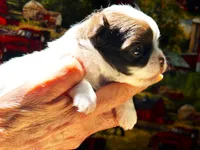 ARKS Adam, a male Chihuahua for sale in Red Bluff, CA – 5 of 6