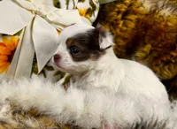 ARKS Jewel, a female Chihuahua for sale in Red Bluff, CA – 3 of 8