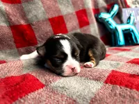 ARKS Ranger (Lone Ranger), a male Chihuahua for sale in Red Bluff, CA – 4 of 4
