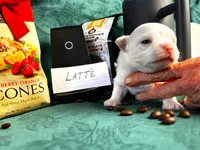 ARKS Latte, a female Chihuahua for sale in Red Bluff, CA – 3 of 4