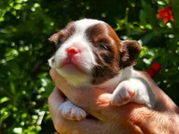ARKS Chocolate E. Clair, a female Chihuahua for sale in Red Bluff, CA – 4 of 5