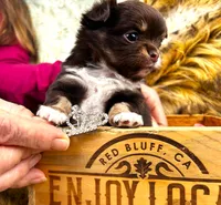 ARKS Swiss Miss, a female Chihuahua for sale in Red Bluff, CA – 2 of 7