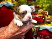 ARKS Haus, a male Chihuahua for sale in Red Bluff, CA – 5 of 5