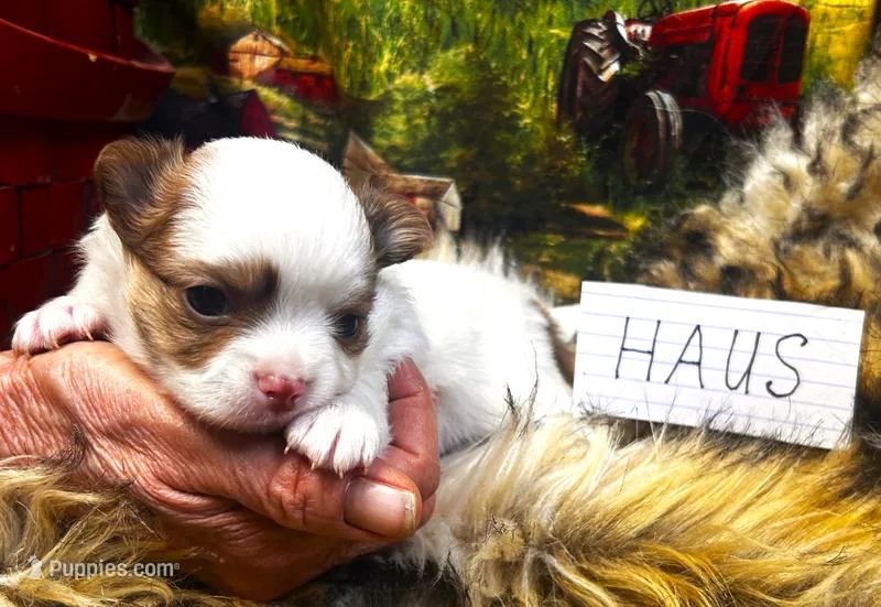 ARKS Haus – Chihuahua puppy for sale in Red Bluff, CA