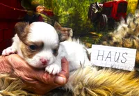 ARKS Haus, a male Chihuahua for sale in Red Bluff, CA – 1 of 5