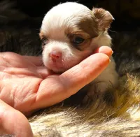 ARKS Little Joe, a male Chihuahua for sale in Red Bluff, CA – 4 of 5