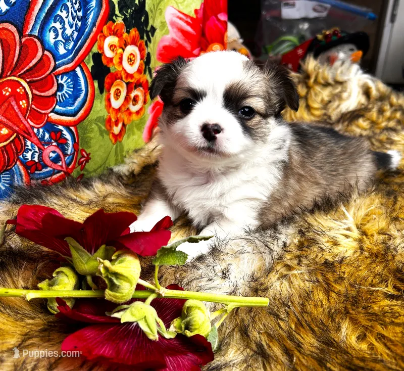 ARKS Cappuccino – Chihuahua puppy for sale in Red Bluff, CA