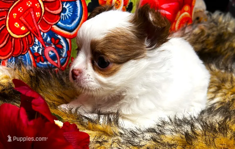 ARKS Little Joe – Chihuahua puppy for sale in Red Bluff, CA