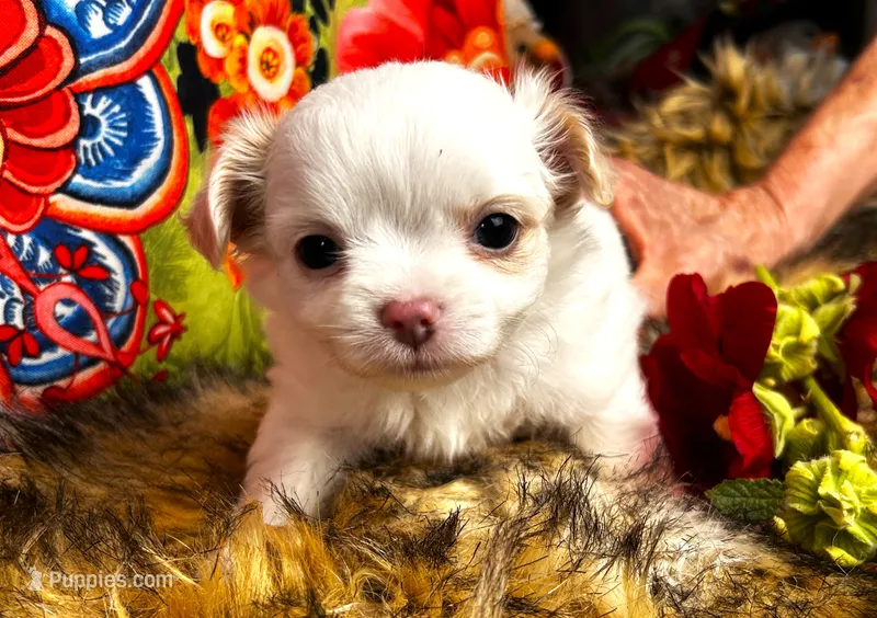 ARKS Latte – Chihuahua puppy for sale in Red Bluff, CA
