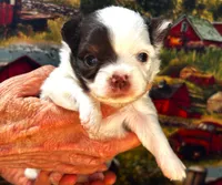 ARKS Adam, a male Chihuahua for sale in Red Bluff, CA – 3 of 6
