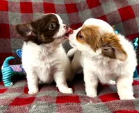 ARKS Adam, a male Chihuahua for sale in Red Bluff, CA – 2 of 10