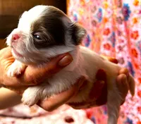 ARKS Opal, a female Chihuahua for sale in Red Bluff, CA – 3 of 5